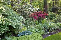 Woodland garden with Azalea, Rhododendron, Viburnum plivatum Mariesii, Viburnum rotundifolium, Hosta tardiana Halcyon, Adiantum venustum 