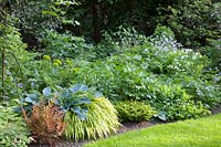 Woodland garden, Hakonechloa macra Aureola, Hosta tardiana Halcyon, Dryopteris erytrosora Brilliance, Aquilegia, Lunaria rediviva 