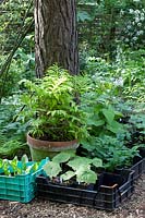 Young plants, shade plants, Onoclea sensibilis 