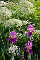 Combination of iris and carrot, Iris barbata Spring dress, Ammi majus 