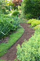 Path in the garden, Alchemilla mollis, Sedum spurium 