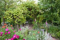 Cottage garden with arbor and honeysuckle, Lonicera tellmanniana 