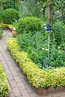 Small herb garden with creeping spindle as a bed border, Euonymus fortunei 