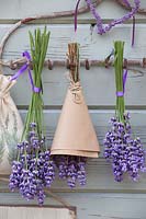 Drying lavender, Lavandula officinalis Melissa Lilac 