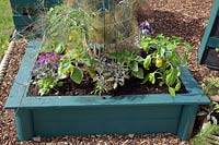 Raised bed made of pallets with vegetables and herbs 