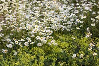 Daisies and lady's mantle, Leucanthemum vulgare, Alchemilla mollis 