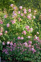 Cranesbill and Rose, Rosa Bonica, Geranium oxonianum Wageningen 