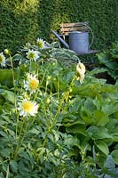 Still life with watering can, hosta, Dahlia Paso Doble 