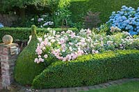Ground cover rose, Rosa Sommerwind, Hydrangea macrophylla Endless Summer 