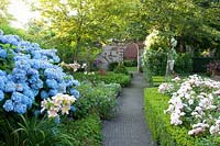 Path in the garden with archway at the end, Hydrangea macrophylla Endless Summer 
