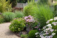 Bed with grasses and hydrangeas, Hydrangea macrophylla 