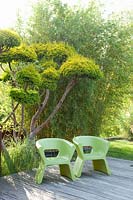Seating area in modern garden in front of Big Bonsai and Bamboo, Taxus baccata Semperaurea, Phyllostachys aureocaulis spectabilis 