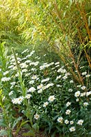 Bamboo and daisy, Phyllostachys vivax Aureocaulis, Leucanthemum vulgare 