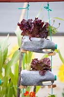 Recycled plastic bottles planted with lettuce, Lactuca sativa 