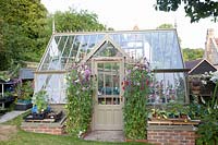 Greenhouse with sweet peas, Lathyrus odoratus New Horizons 