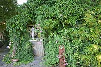 Garden shed covered with ivy, climbing hydrangea and wild vine, Hydrangea petiolaris, Hedera, Parthenocissus 