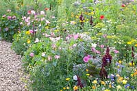 Flower meadow with herbs, Malva trimestris, Borago officinalis, Calendula officinalis, Centaurea cyanus, Leucanthemum, Matricaria chamomilla, Amaranthus caudatus 
