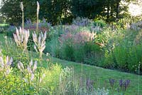 Bed with perennials and grasses, Veronicastrum virginicum Lavender Tower, Pennisetum orientale Karley Rose, Persicaria amplexicaulis, Agastache rugosa Black Adder 