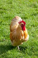 Orpington rooster, English chicken breed 