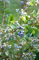 Portrait Blueberries, Vaccinium myrtillus 