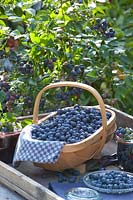 Basket of blueberries, Vaccinium corymbosum Legacy 