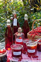 Stillife Preserving of currants, currant juice, currant jam with sparkling wine, currant jelly with apricots, currant vinegar, Ribes rubrum 
