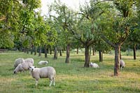 Pasture with Swifter sheep under plum trees, Prunus domestica 