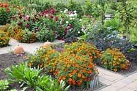 Vegetable garden, Dahlia, Tagetes patula Favorite Red, Cichorium, Brassica oleracea Redbor 
