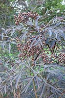 Elderberry, Sambucus nigra Black Lace 