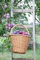 Plum harvest, Prunus domestica Belle de Louvain 