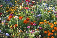 Bed with annuals, Tagetes patula, Zinnia, Ageratum, Alyssum, Coreopsis 
