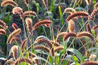 Annual foxtail millet, Setaria italica 