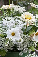Bouquet with annuals, Cosmos bipinnatus Tetra Versailles White, Ageratum houstonianum Dondo White, Zinnia Benary White, Euphorbia marginata, Daucus carota 