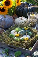 Hop wreath in a tray with ornamental fruits and pumpkin 