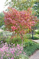 Spindle tree in autumn, Euonymus planipes, Anemone hupehensis Splendens 