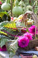 Swiss chard in harvest basket, Beta vulgaris Bright Lights 