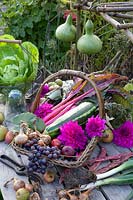 Swiss chard and zucchini in the harvest basket, Beta vulgaris Bright Lights, Cucurbita pepo Striato d'Italia 