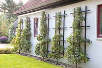 Espalier pear on house wall, Pyrus communis 