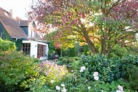Autumn garden with pagoda dogwood, Cornus controversa variegata 