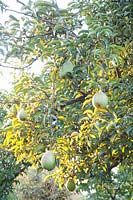 Pear; Pyrus communis Delicious from Charneux 
