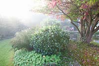 Autumn garden in the mist, Pagodem dogwood, Cornus controversa 