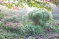 Autumn garden in the mist, pagoda dogwood, stonecrop, Cornus controversa, Sedum Herbstfreude 