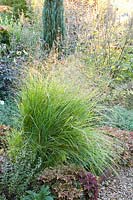 Switchgrass, Panicum virgatum Rehbraun 