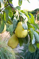 Portuguese pear quince, Cydonia oblonga 