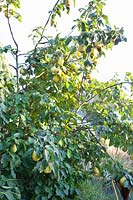 Portuguese pear quince, Cydonia oblonga 