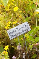 Spice marigold in autumn, Tagetes tenuifolia Lemon Gem 