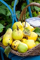 Quinces in a basket on a chair, Cydonia oblonga 