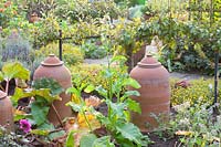 Autumnal vegetable garden with pear espalier, Pyrus communis Bonne Louise d'Avranches 