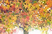 Sweetgum in autumn, Liquidambar styraciflua Worplesdon 
