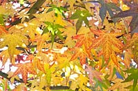 Sweetgum in autumn, Liquidambar styraciflua Worplesdon 
